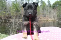 Midnight Illusions Miss Strawberry Pound Cake, a female German Shepherd Dog for sale in Piedmont, MO – Photo 4 of 6