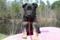 Midnight Illusions Miss Strawberry Pound Cake, a female German Shepherd Dog for sale in Piedmont, MO – Photo 5 of 6