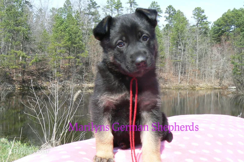 Midnight Illusions Miss Strawberry Pound Cake – German Shepherd Dog puppy for sale in Piedmont, MO