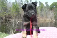 Midnight Illusions Miss Strawberry Pound Cake, a female German Shepherd Dog for sale in Piedmont, MO – Photo 1 of 6
