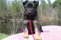 Midnight Illusions Miss Strawberry Pound Cake, a female German Shepherd Dog for sale in Piedmont, MO – Photo 2 of 6