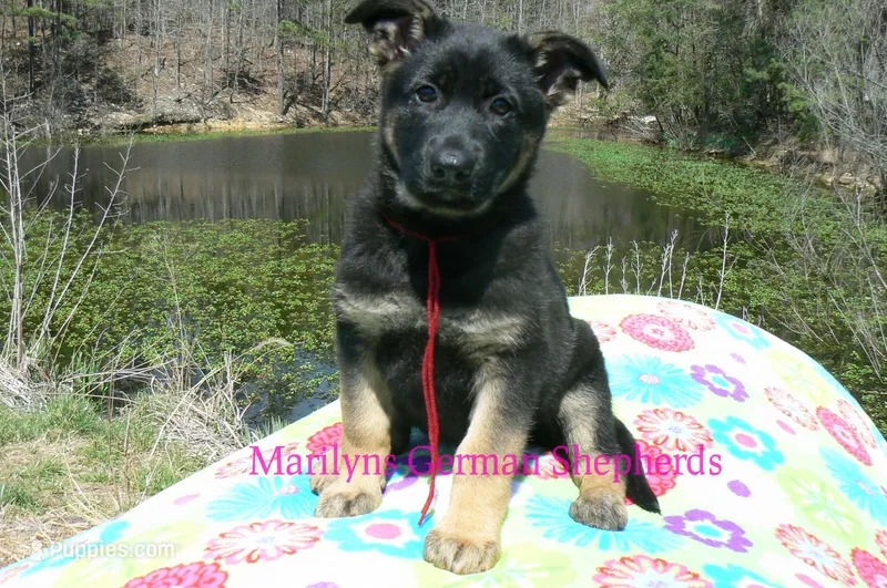 Midnight Illusions Miss Strawberry Pound Cake – German Shepherd Dog puppy for sale in Piedmont, MO