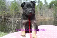 Midnight Illusions Miss Strawberry Pound Cake, a female German Shepherd Dog for sale in Piedmont, MO – Photo 3 of 6