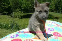 Foxy's Mr. Tangerine Coast, a male German Shepherd Dog for sale in Piedmont, MO – 4 of 6