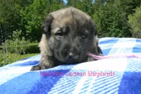 Lakeside Morning's Miss Coastal Cottage, a female German Shepherd Dog for sale in Piedmont, MO – 2 of 6
