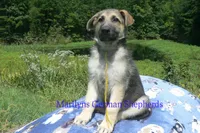 Strawberry's Mr. Fresh Fall Morning, a male German Shepherd Dog for sale in Piedmont, MO – 6 of 6