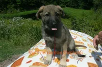 Enchantress's Miss Ciderhouse, a female German Shepherd Dog for sale in Piedmont, MO – 2 of 6