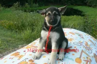 Strawberry's Miss Cranberry Harvest, a female German Shepherd Dog for sale in Piedmont, MO – 4 of 6