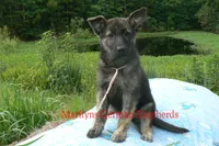 Lakeside Morning's Miss Peach Blossom and Nectar, a female German Shepherd Dog for sale in Piedmont, MO – 3 of 6