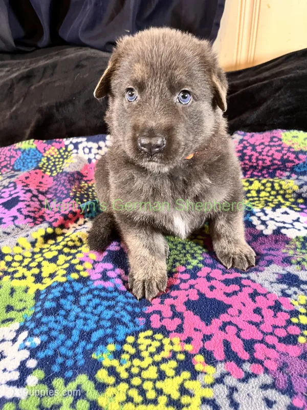 Saffron's Mr. Spiced Orange – German Shepherd Dog puppy for sale in Piedmont, MO