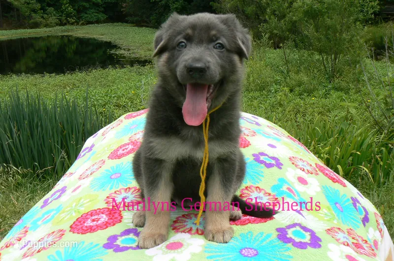 Snickerdoodle's Miss Banana Cream Latte – German Shepherd Dog puppy for sale in Piedmont, MO