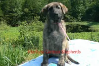 Lakeside Morning's Miss Coastal Cottage, a female German Shepherd Dog for sale in Piedmont, MO – 5 of 6