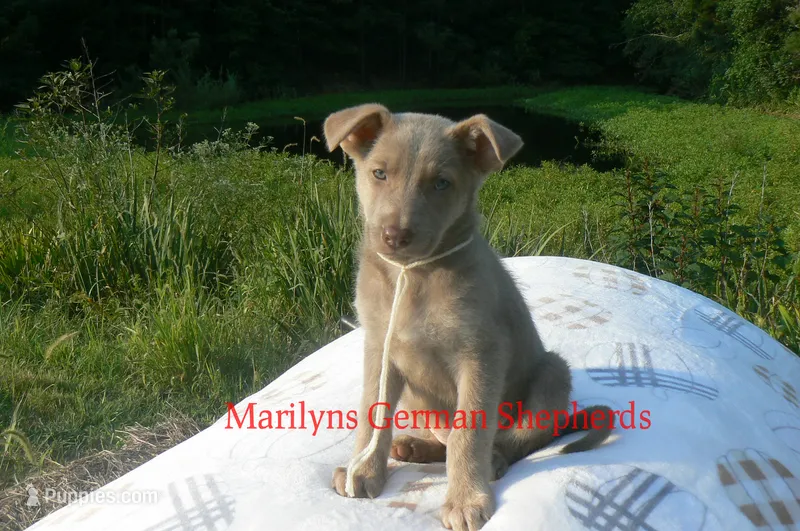 Sapphire's Miss Amber Vanilla – German Shepherd Dog puppy for sale in Piedmont, MO