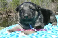 Love Spells Miss Warm Ocean Breeze, a female German Shepherd Dog for sale in Piedmont, MO – Photo 2 of 6