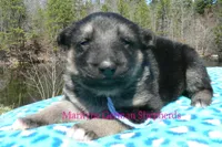 Love Spells Miss Warm Ocean Breeze, a female German Shepherd Dog for sale in Piedmont, MO – Photo 6 of 6