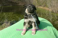 Love Spells Miss Warm Ocean Breeze, a female German Shepherd Dog for sale in Piedmont, MO – Photo 2 of 6