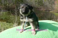 Love Spells Miss Warm Ocean Breeze, a female German Shepherd Dog for sale in Piedmont, MO – Photo 6 of 6