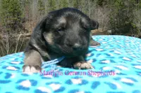 Love Spells Miss Warm Ocean Breeze, a female German Shepherd Dog for sale in Piedmont, MO – Photo 5 of 6