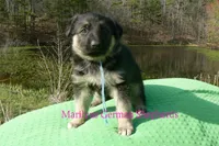 Love Spells Miss Warm Ocean Breeze, a female German Shepherd Dog for sale in Piedmont, MO – Photo 5 of 6