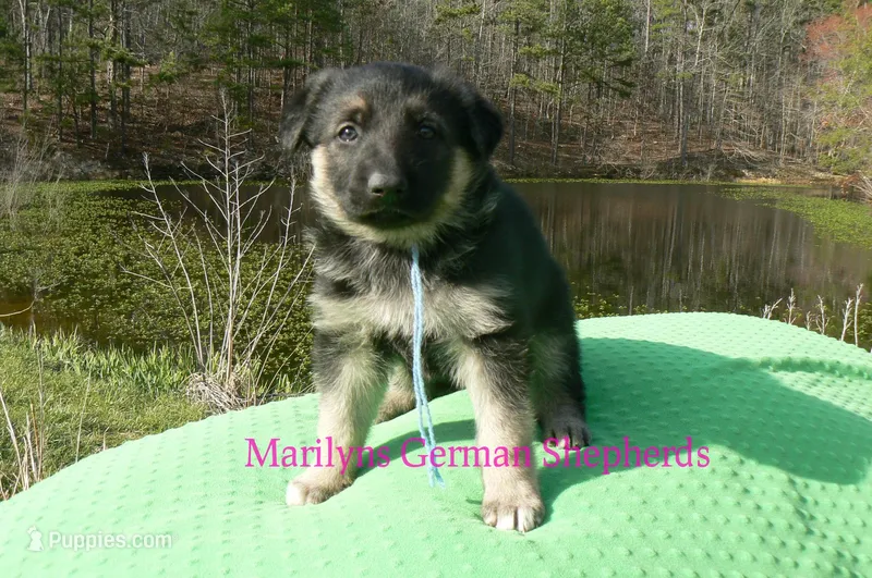 Love Spells Miss Warm Ocean Breeze – German Shepherd Dog puppy for sale in Piedmont, MO