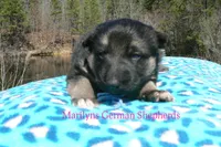 Love Spells Miss Warm Ocean Breeze, a female German Shepherd Dog for sale in Piedmont, MO – Photo 3 of 6