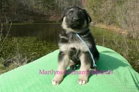 Love Spells Miss Warm Ocean Breeze, a female German Shepherd Dog for sale in Piedmont, MO – Photo 3 of 6