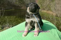 Love Spells Miss Warm Ocean Breeze, a female German Shepherd Dog for sale in Piedmont, MO – Photo 4 of 6