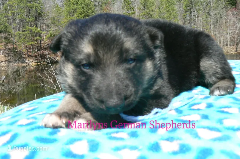 Love Spells Miss Warm Ocean Breeze – German Shepherd Dog puppy for sale in Piedmont, MO