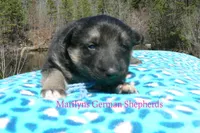 Love Spells Miss Warm Ocean Breeze, a female German Shepherd Dog for sale in Piedmont, MO – Photo 4 of 6