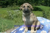 Strawberry's Mr. Pumpkin Bonfire, a male German Shepherd Dog for sale in Piedmont, MO – 2 of 6