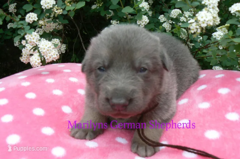 Foxy's Mr. Mahogany Driftwood – German Shepherd Dog puppy for sale in Piedmont, MO