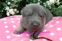 Foxy's Mr. Mahogany Driftwood, a male German Shepherd Dog for sale in Piedmont, MO – Photo 3 of 6