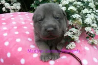 Foxy's Mr. Mahogany Driftwood, a male German Shepherd Dog for sale in Piedmont, MO – Photo 2 of 6