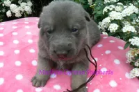 Foxy's Mr. Mahogany Driftwood, a male German Shepherd Dog for sale in Piedmont, MO – Photo 4 of 6