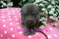 Foxy's Mr. Mahogany Driftwood, a male German Shepherd Dog for sale in Piedmont, MO – Photo 6 of 6