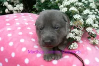 Foxy's Mr. Mahogany Driftwood, a male German Shepherd Dog for sale in Piedmont, MO – Photo 5 of 6