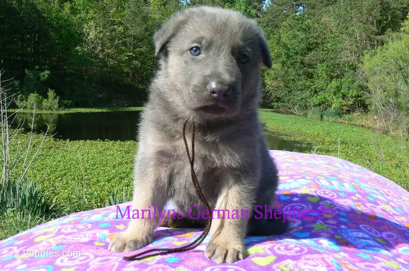 Foxy's Mr. Mahogany Driftwood – German Shepherd Dog puppy for sale in Piedmont, MO
