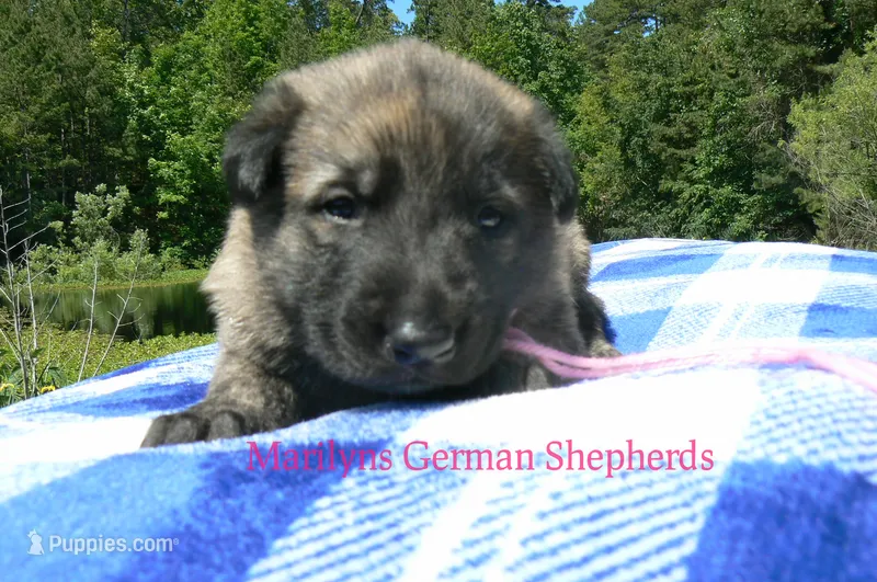 Lakeside Morning's Miss Coastal Cottage – German Shepherd Dog puppy for sale in Piedmont, MO