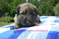 Lakeside Morning's Miss Coastal Cottage, a female German Shepherd Dog for sale in Piedmont, MO – 1 of 6