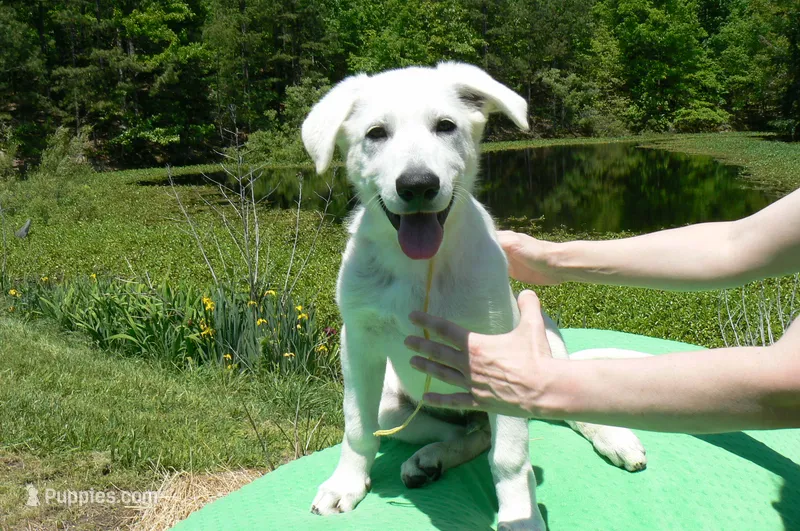 Miami's Mr. Backyard Honeysuckle – German Shepherd Dog puppy for sale in Piedmont, MO