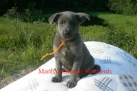Sapphire's Miss Caramel Pumpkin Swirl, a female German Shepherd Dog for sale in Piedmont, MO – 3 of 6