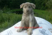 Sapphire's Miss Corn Maze Craze, a female German Shepherd Dog for sale in Piedmont, MO – 4 of 6