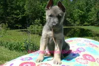 Foxy's Mr. Campfire Marshmallows, a male German Shepherd Dog for sale in Piedmont, MO – 4 of 6