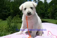 Ice Princess's Mr. Chasing Daydreams, a male German Shepherd Dog for sale in Piedmont, MO – 3 of 4