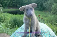 Ice Princess's Miss Honolulu Sun, a female German Shepherd Dog for sale in Piedmont, MO – 2 of 7