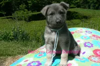 Foxy's Mr. Saltwater Breeze, a male German Shepherd Dog for sale in Piedmont, MO – 4 of 6