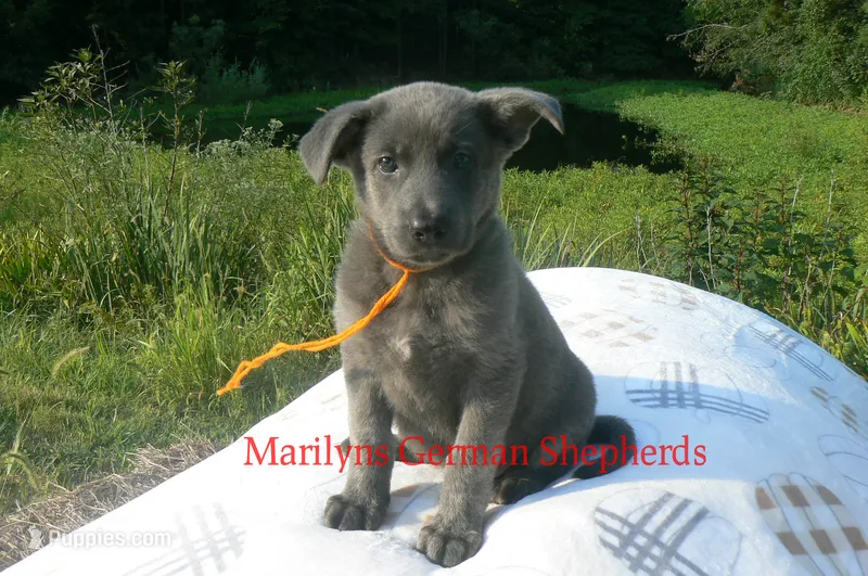 Sapphire's Miss Caramel Pumpkin Swirl – German Shepherd Dog puppy for sale in Piedmont, MO