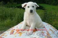 Strawberry's Miss Lavender Dusk, a female German Shepherd Dog for sale in Piedmont, MO – 5 of 6