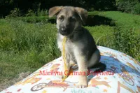 Strawberry's Mr. Fresh Fall Morning, a male German Shepherd Dog for sale in Piedmont, MO – 6 of 6