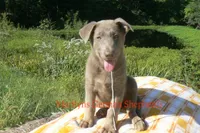 Sapphire's Mr. Midnight Marshmallow, a male German Shepherd Dog for sale in Piedmont, MO – 5 of 6